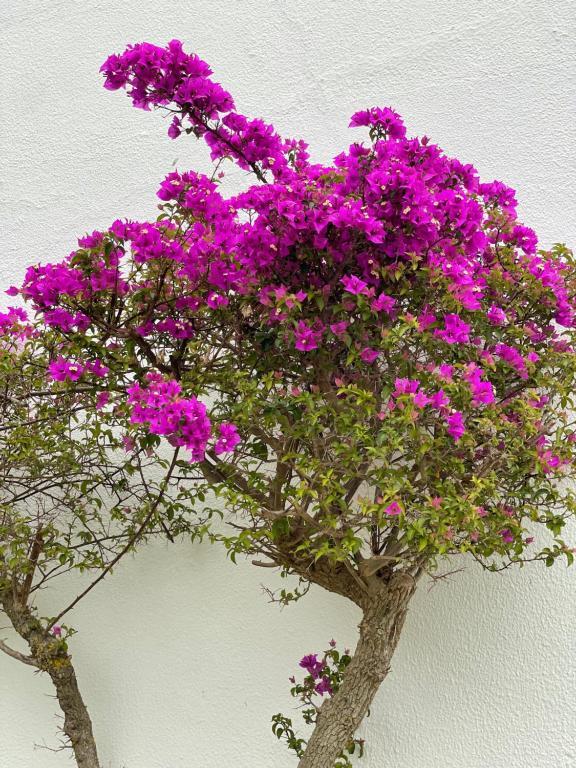 Fewo Cesar Manrique - Albufeira, Portugal Exterior foto